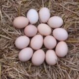 Desi Egg (Free Range Eggs) [Country Egg] - Pack of 6